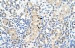 MCM7 Polyclonal Antibody