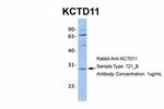 KCTD11 Antibody in Western Blot (WB)