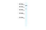 ZNF12 Polyclonal Antibody