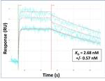 BLOC1S1 Antibody in Surface plasmon resonance (SPR)