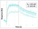 BRDT Antibody in Surface plasmon resonance (SPR)