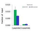 SMARCA1 Antibody in ChIP Assay (CHIP)
