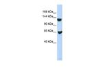 SMARCA1 Antibody in Western Blot (WB)