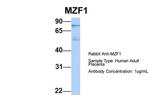 MZF1 Polyclonal Antibody