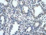 BLZF1 Polyclonal Antibody