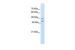 BLZF1 Antibody in Western Blot (WB)