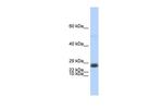 EDF1 Antibody in Western Blot (WB)