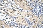 RNF14 Polyclonal Antibody