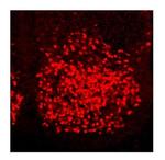 HOXC6 Polyclonal Antibody