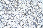 GSC2 Polyclonal Antibody
