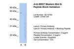 BRD7 Antibody in Western Blot (WB)