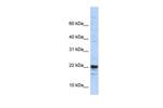 KIAA0040 Polyclonal Antibody