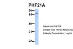 PHF21A Antibody in Western Blot (WB)