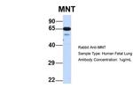 MNT Antibody in Western Blot (WB)