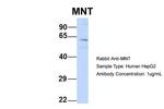 MNT Antibody in Western Blot (WB)