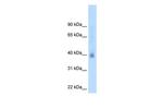 NR2F2 Antibody in Western Blot (WB)