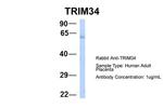 TRIM34 Polyclonal Antibody