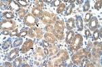 HSPBAP1 Polyclonal Antibody