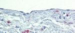 SOX7 Antibody in Immunohistochemistry (IHC)