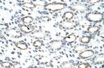 FOXQ1 Polyclonal Antibody