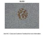 GLIS3 Antibody in Immunohistochemistry (IHC)
