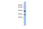 OLIG3 Polyclonal Antibody