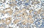 DMRT2 Antibody in Immunohistochemistry (IHC)
