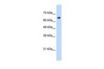ZNF326 Antibody in Western Blot (WB)