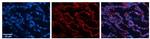 RPL13 Polyclonal Antibody