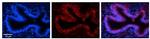 RPLP0 Polyclonal Antibody