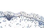 hnRNP A1L2 Polyclonal Antibody