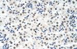 DDX19B Antibody in Immunohistochemistry (Paraffin) (IHC (P))