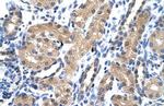 RAE1 Polyclonal Antibody