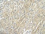 RPS29 Polyclonal Antibody