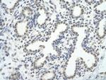 Cdc5L Polyclonal Antibody