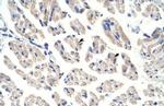 Aconitase 1 Polyclonal Antibody
