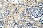 SRP14 Polyclonal Antibody