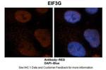 eIF3g Polyclonal Antibody