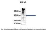 eIF3g Antibody in Immunoprecipitation (IP)