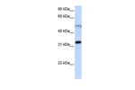 eIF3g Antibody in Western Blot (WB)