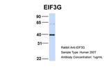 eIF3g Antibody in Western Blot (WB)