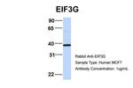eIF3g Antibody in Western Blot (WB)