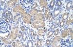 eIF3g Polyclonal Antibody