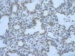RBM8A Polyclonal Antibody