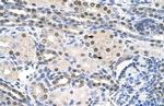 PAIP1 Antibody in Immunohistochemistry (Paraffin) (IHC (P))