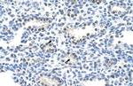 PAIP1 Antibody in Immunohistochemistry (Paraffin) (IHC (P))