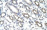 KHDRBS3 Antibody in Immunohistochemistry (Paraffin) (IHC (P))
