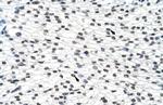 SURF6 Antibody in Immunohistochemistry (Paraffin) (IHC (P))