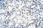 SURF6 Antibody in Immunohistochemistry (Paraffin) (IHC (P))