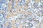 SNRNP35 Polyclonal Antibody